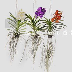 逾期 信用贷款买房吗 逾期 信用贷款买房吗